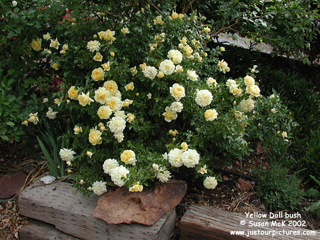 yellow-doll-rose-bush